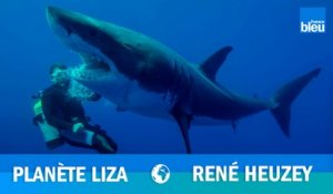 RÉCIT - Le caméraman René Heuzey percuté par un Grand requin blanc