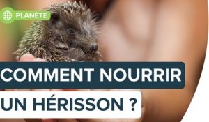 Comment recueillir un hérisson ? | Futura