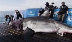 Des chercheurs tombent nez à nez avec un requin blanc de plus de 5 mètres