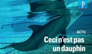 Des robots dauphins créés pour remplacer les animaux en captivité