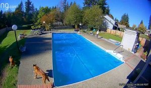 Ce chien prend un raccourci pas la piscine... Jesus canin, il marche sur l'eau