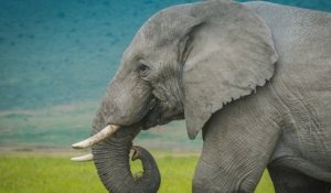 La Côte d'Ivoire déplore le « déclin généralisé et catastrophique » des éléphants de forêt