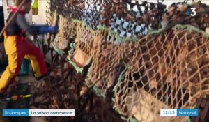 Pêche : coup d'envoi de la saison des coquilles Saint-Jacques