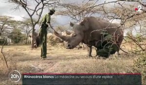 Rhinocéros blancs : la fécondation in vitro au secours de la sous-espèce