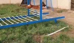 Entrainement d'un berger malinois