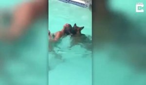 Ce chien vient sauver une fille dans une piscine... enfin presque