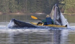 Une baleine avale 2 kayakistes puis les recrache