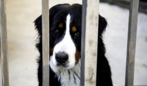 Grèce : la maltraitance animale sera passible de 10 ans de prison