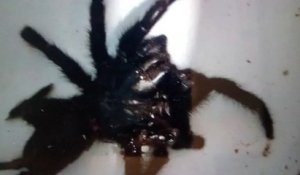 Vaucluse : le cauchemar d'un couple, confiné avec une énorme... araignée