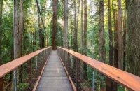Une passerelle, perchée à 30m du sol, propose d'admirer de près les fameux séquoias géants de Californie