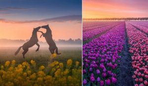 Un photographe capture la beauté du printemps aux Pays-Bas à travers des clichés exceptionnels