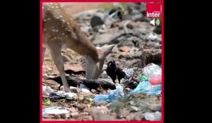 Les pirates du plastique, une mission : dépolluer la Méditerranée - La chronique environnement