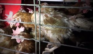 Une vidéo dénonce les conditions d'élevage de poules pondeuses