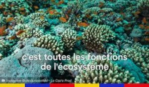 Les "coraux du futur" pour contrer le changement climatique | Le Speech de Laetitia Hedouin chercheuse au CNRS