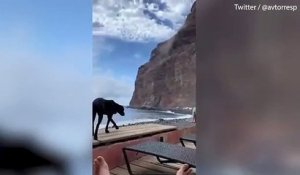 Un moment vraiment terrifiant, une falaise s’effondre à côté des touristes sur l’île de la Gomera