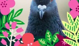 Brèves de nature sauvage à Paris : Le pigeon biset