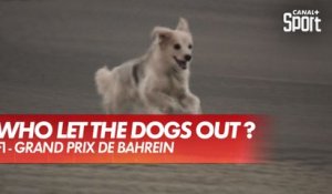 Un chien sur la piste en FP2 ! - GP de Bahreïn