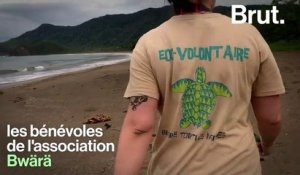 En Nouvelle-Calédonie, une association au secours des tortues marines