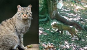 Hérault : une nouvelle espèce de chat sauvage découverte dans le massif du Caroux-Espinouse