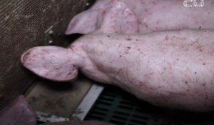 Allier : L214 dénonce l'insalubrité d'un élevage de porcs Herta «Préférence»
