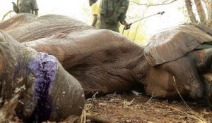 Zimbabwe : sauvetage d'une éléphante blessée à la patte par le piège d'un braconnier