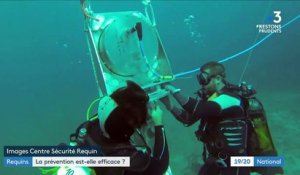 La Réunion : une pêche préventive pour lutter contre les attaques de requin