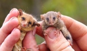 En Australie, des opossums pygmées ont été retrouvés alors qu'on les croyait disparus depuis les incendies