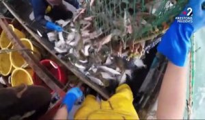 Brexit : la pêche, un enjeu crucial entre l’Europe et le Royaume-Uni