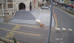 Quand une chèvre, un mouton et des agneaux terrorisent les gens dans la rue en Turquie