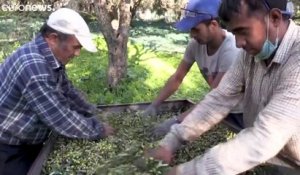 Grèce : l'olive, victime de la crise sanitaire