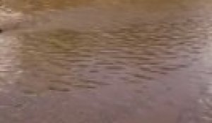 Une vingtaine de lionnes s'approchent du rivage pour boire près des alligators