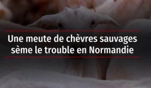 Une meute de chèvres sauvages sème le trouble en Normandie