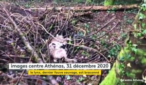 Lynx tué dans le Jura : une association appelle les habitants à "balancer les braconniers"