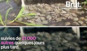 Au Brésil, des tortues menacées d'extinction naissent par milliers