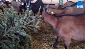 Les chèvres du Périgord recyclent les sapins de Noël