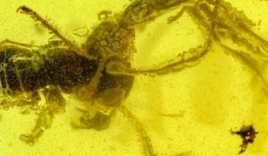 Ce fossile préhistorique a figé dans l'ambre l'assaut d'une « fourmi de l'enfer », s'attaquant à une proie