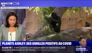 Des gorilles positifs au Covid - 12/01