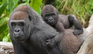 Deux gorilles du zoo de San Diego testés positifs à la Covid-19, premiers cas chez les grands singes