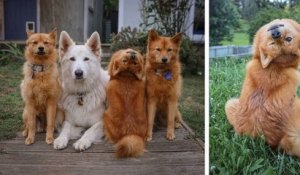 Pas encore dressé, ce chiot ne tient pas en place sur les photos et le résultat est adorable