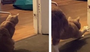 Dans cette vidéo, un chat affronte une énorme araignée australienne, sous les cris de sa propriétaire