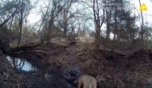 Un garde-chasse libère deux cerfs en tirant dans leurs bois