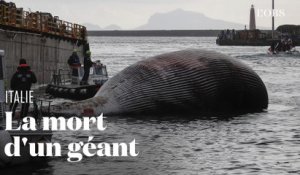 Le corps d'une énorme baleine découvert au large de l'Italie
