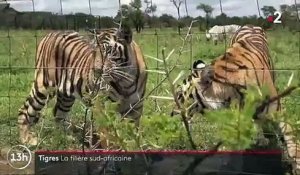 Afrique du Sud : enquête sur le commerce des tigres