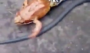 Un serpent engloutit tout crue une grenouille vivante... miam