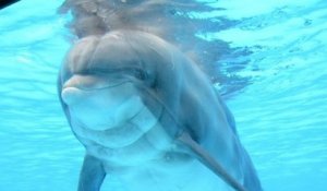 Parc Astérix : la doyenne des dauphins euthanasiée