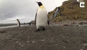 Ce pingouin déteste les GoPro