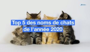Top 5 des noms de chats de l'année 2020