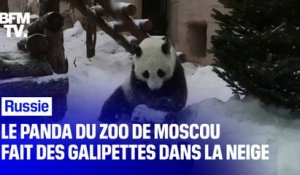 Le panda du zoo de Moscou s'amuse à faire des galipettes dans la neige