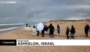 Israël : une baleine morte échouée sur la côte après une tempête