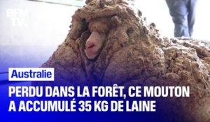 Perdu dans la forêt australienne, ce mouton a accumulé 35 kg de laine